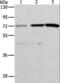 C2 Calcium Dependent Domain Containing 6 antibody, LS-C401234, Lifespan Biosciences, Western Blot image 