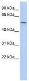 Paired Box 7 antibody, TA330280, Origene, Western Blot image 