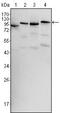B-Raf Proto-Oncogene, Serine/Threonine Kinase antibody, MA5-15495, Invitrogen Antibodies, Western Blot image 