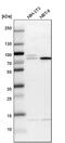 Kinesin Light Chain 2 antibody, PA5-59168, Invitrogen Antibodies, Western Blot image 