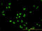 Polypyrimidine Tract Binding Protein 1 antibody, LS-B4399, Lifespan Biosciences, Immunofluorescence image 