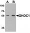 GH3 Domain Containing antibody, TA320052, Origene, Western Blot image 