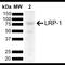 LDL Receptor Related Protein 1 antibody, NBP2-62752, Novus Biologicals, Western Blot image 