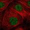 Zinc Finger Protein 354B antibody, NBP1-82064, Novus Biologicals, Immunofluorescence image 