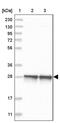 Cytochrome C Oxidase Assembly Factor 7 (Putative) antibody, PA5-56300, Invitrogen Antibodies, Western Blot image 