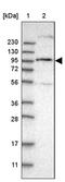 Round Spermatid Basic Protein 1 Like antibody, PA5-54200, Invitrogen Antibodies, Western Blot image 