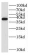 Ribonuclease P/MRP Subunit P38 antibody, FNab07454, FineTest, Western Blot image 
