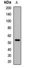 Wnt Family Member 2 antibody, LS-C668096, Lifespan Biosciences, Western Blot image 