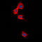 Stromelysin-3 antibody, LS-C352525, Lifespan Biosciences, Immunofluorescence image 