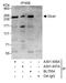 Dicer 1, Ribonuclease III antibody, A301-937A, Bethyl Labs, Immunoprecipitation image 