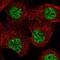 TAR (HIV-1) RNA Binding Protein 1 antibody, HPA024632, Atlas Antibodies, Immunofluorescence image 