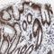 RNA Binding Motif Protein 47 antibody, NBP1-83664, Novus Biologicals, Immunohistochemistry frozen image 