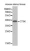 Cathepsin K antibody, abx001478, Abbexa, Western Blot image 