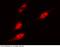 Calcium/Calmodulin Dependent Protein Kinase IV antibody, 100744-T34, Sino Biological, Immunohistochemistry frozen image 