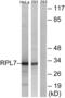 Ribosomal Protein L7 antibody, abx014131, Abbexa, Western Blot image 