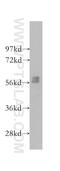 BLK Proto-Oncogene, Src Family Tyrosine Kinase antibody, 10510-1-AP, Proteintech Group, Western Blot image 