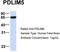 PDZ and LIM domain protein 5 antibody, TA343607, Origene, Western Blot image 