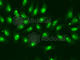 RNA Polymerase II Subunit D antibody, A1859, ABclonal Technology, Immunofluorescence image 