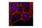 Cadherin 3 antibody, 2189S, Cell Signaling Technology, Immunocytochemistry image 