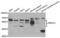 Pre-MRNA Processing Factor 31 antibody, LS-C334248, Lifespan Biosciences, Western Blot image 
