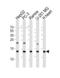 NADH:Ubiquinone Oxidoreductase Subunit B4 antibody, 61-061, ProSci, Western Blot image 