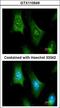6-Pyruvoyltetrahydropterin Synthase antibody, LS-C186163, Lifespan Biosciences, Immunocytochemistry image 