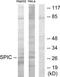 Spi-C Transcription Factor antibody, TA316056, Origene, Western Blot image 