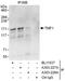 TATA Element Modulatory Factor 1 antibody, A303-227A, Bethyl Labs, Immunoprecipitation image 