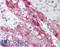 Tctex1 Domain Containing 4 antibody, LS-B8818, Lifespan Biosciences, Immunohistochemistry frozen image 