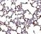 Ribosomal Protein L17 antibody, A06980-2, Boster Biological Technology, Immunohistochemistry paraffin image 