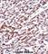 Mov10 RISC Complex RNA Helicase antibody, abx028426, Abbexa, Western Blot image 