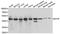 Eukaryotic Translation Initiation Factor 3 Subunit F antibody, A7023, ABclonal Technology, Western Blot image 