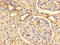 Phosphatidylinositol 3,4,5-trisphosphate-dependent Rac exchanger 2 protein antibody, LS-C501085, Lifespan Biosciences, Immunohistochemistry frozen image 