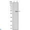Polycomb protein SUZ12 antibody, LS-C814035, Lifespan Biosciences, Western Blot image 