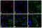 Rabbit IgG antibody, A-11071, Invitrogen Antibodies, Immunofluorescence image 