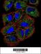 Phospholipase C Like 2 antibody, 56-169, ProSci, Immunofluorescence image 