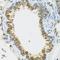 PI3 antibody, LS-C747580, Lifespan Biosciences, Immunohistochemistry frozen image 