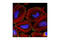 NUMB Endocytic Adaptor Protein antibody, 2761S, Cell Signaling Technology, Immunofluorescence image 