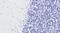 Urothelium Marker antibody, NBP1-72042, Novus Biologicals, Immunohistochemistry paraffin image 