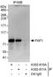 Fas Associated Factor 1 antibody, A302-811A, Bethyl Labs, Immunoprecipitation image 