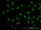 SMAD Family Member 1 antibody, LS-C133300, Lifespan Biosciences, Immunofluorescence image 