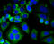 Calponin 1 antibody, 13-818, ProSci, Immunofluorescence image 