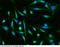 h12 antibody, 12441-MM03, Sino Biological, Immunocytochemistry image 