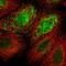 METTL22 antibody, PA5-59305, Invitrogen Antibodies, Immunofluorescence image 