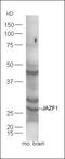Insulin Like 6 antibody, orb184362, Biorbyt, Western Blot image 