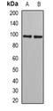 Jade Family PHD Finger 1 antibody, orb341046, Biorbyt, Western Blot image 