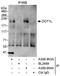 Histone-lysine N-methyltransferase, H3 lysine-79 specific antibody, A300-954A, Bethyl Labs, Immunoprecipitation image 