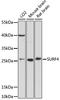 Surfeit 4 antibody, 16-739, ProSci, Western Blot image 