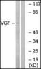 VGF Nerve Growth Factor Inducible antibody, orb94567, Biorbyt, Western Blot image 