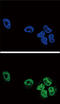 Cytosolic phospholipase A2 antibody, LS-C163759, Lifespan Biosciences, Immunofluorescence image 
